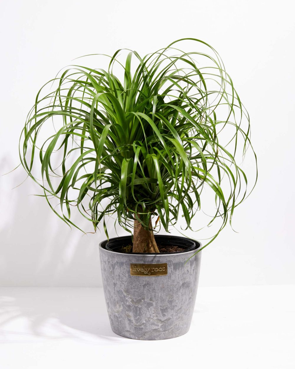 Ponytail Palm Tree - Image 26