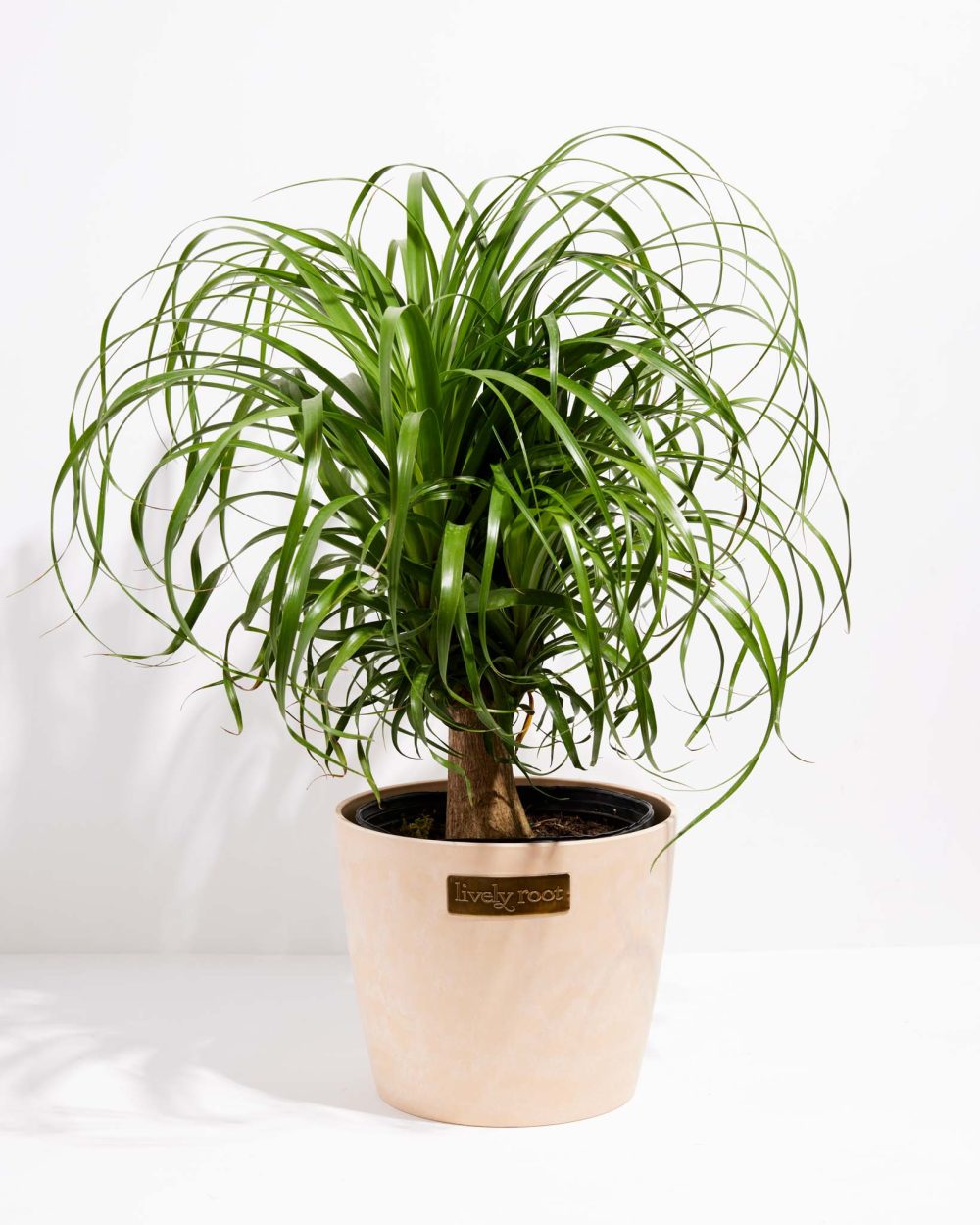 Ponytail Palm Tree - Image 28