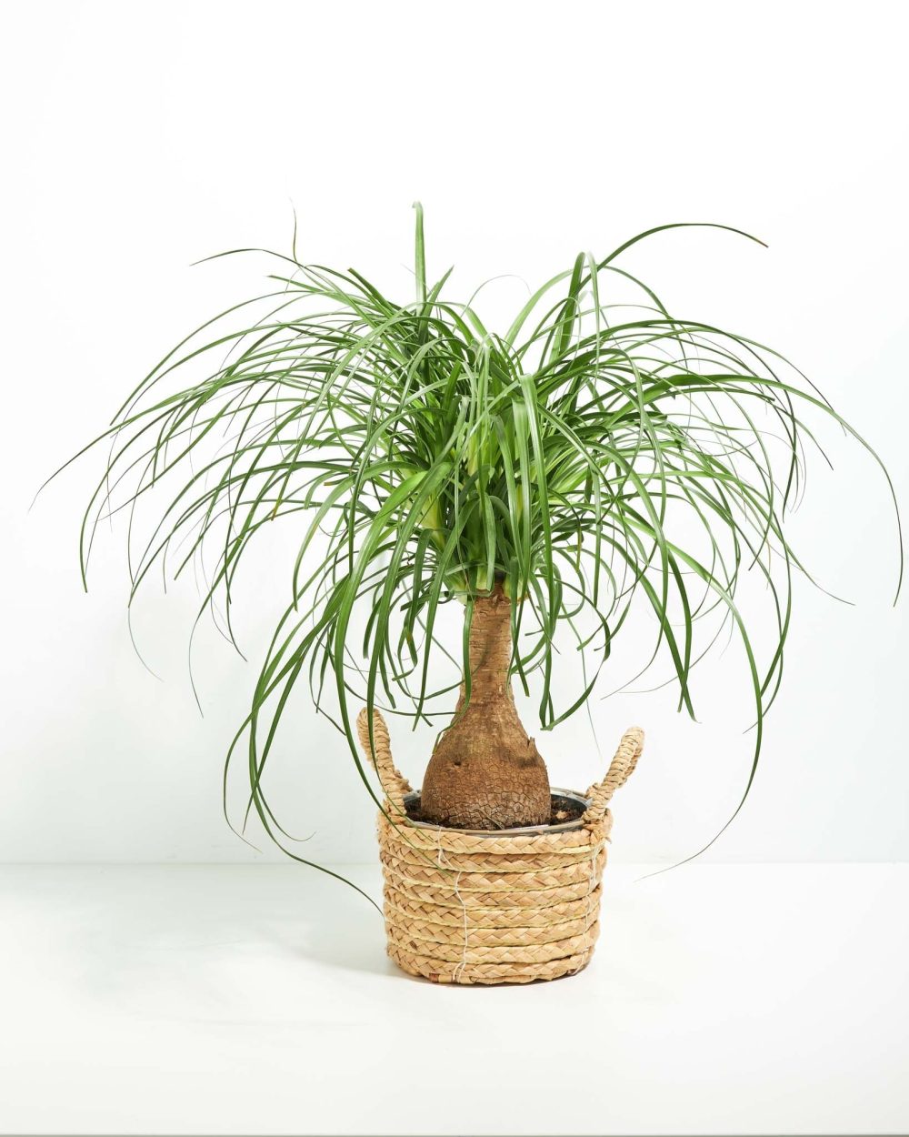 Ponytail Palm Tree - Image 30