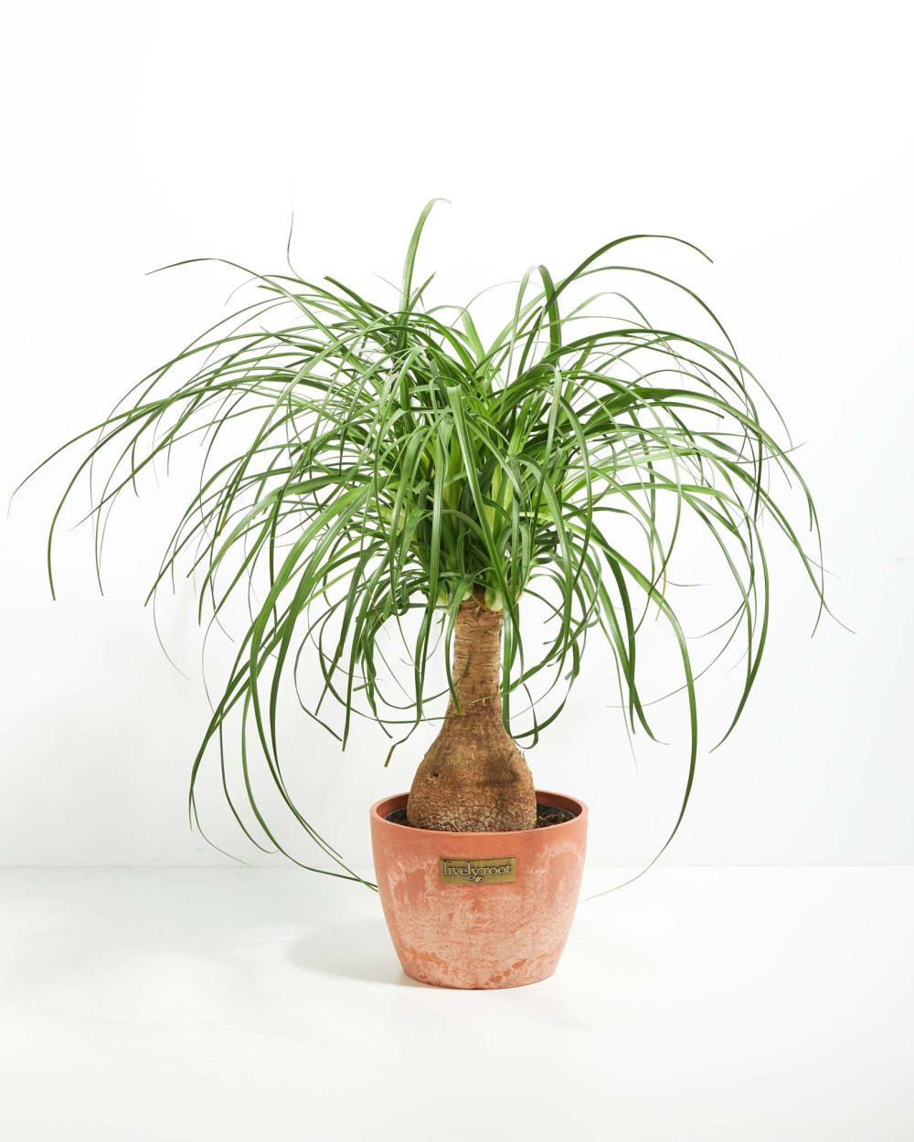 Ponytail Palm Tree - Image 23