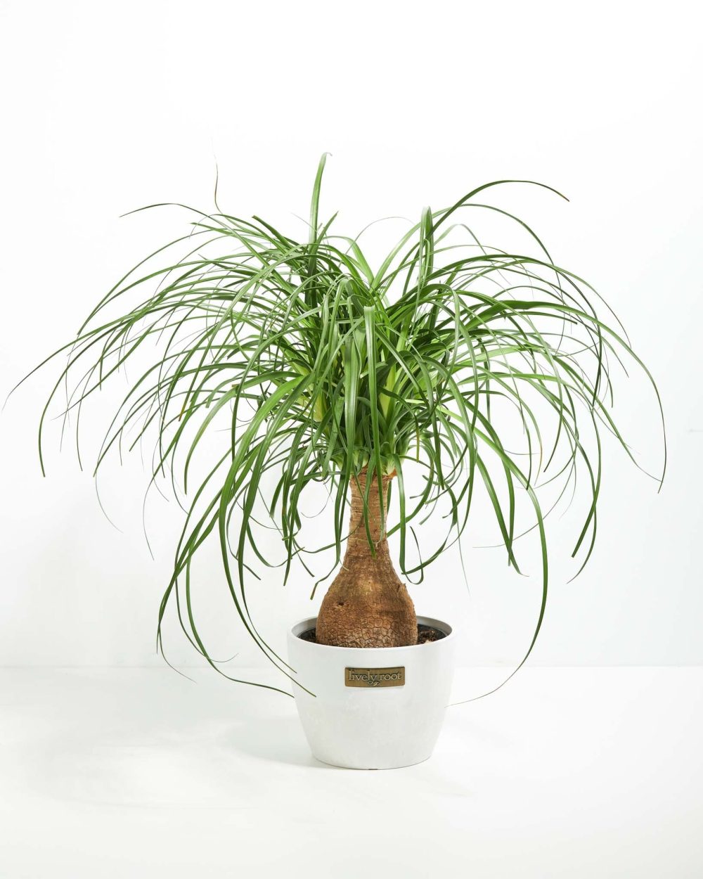 Ponytail Palm Tree - Image 21