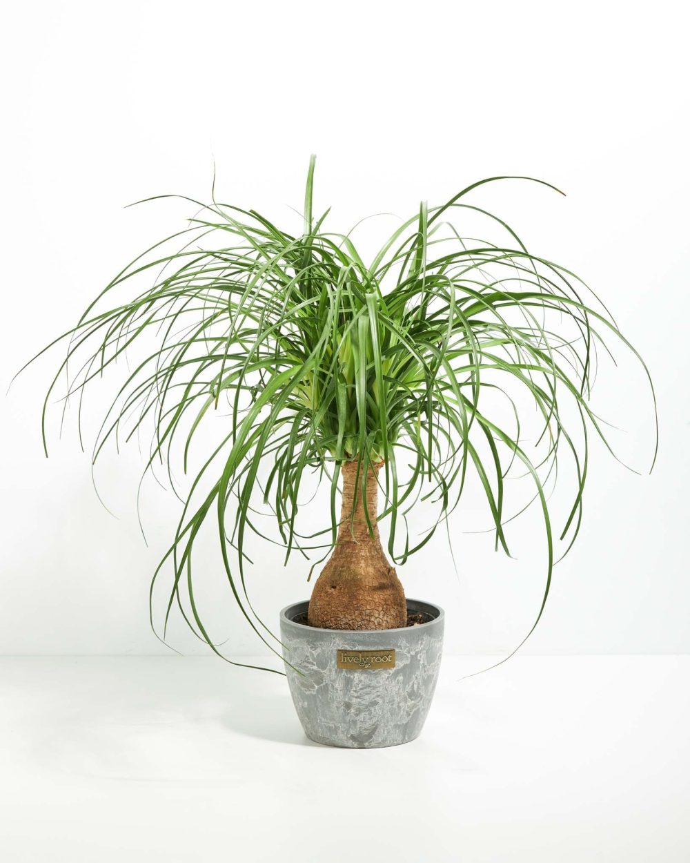 Ponytail Palm Tree - Image 22