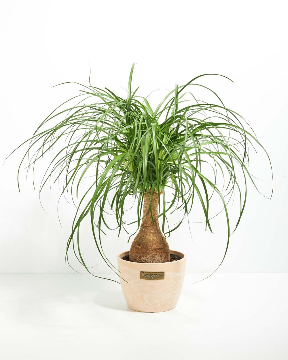 Ponytail Palm Tree - Image 24