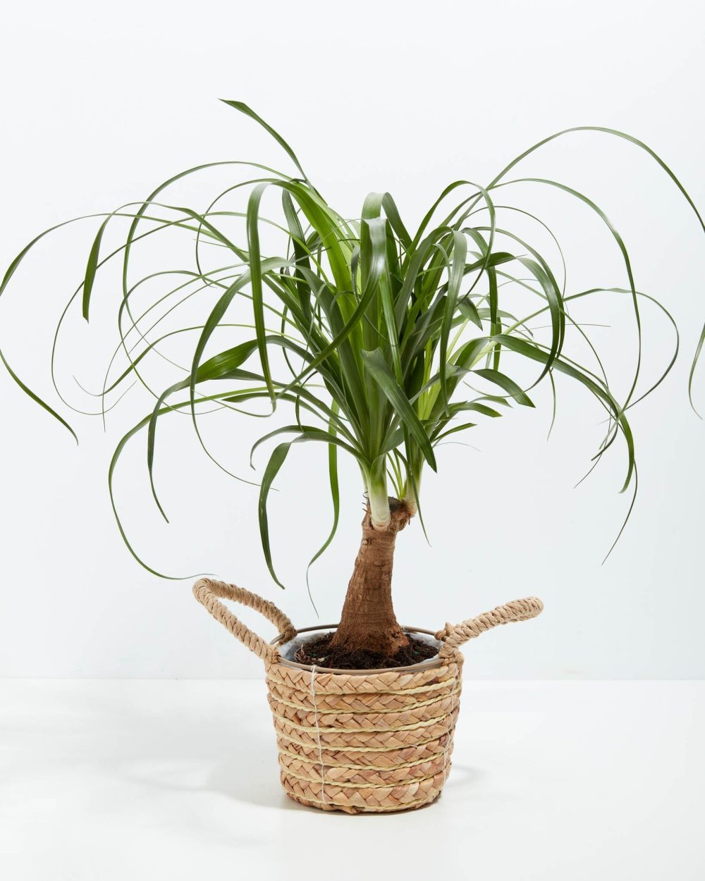 Ponytail Palm Tree - Image 29