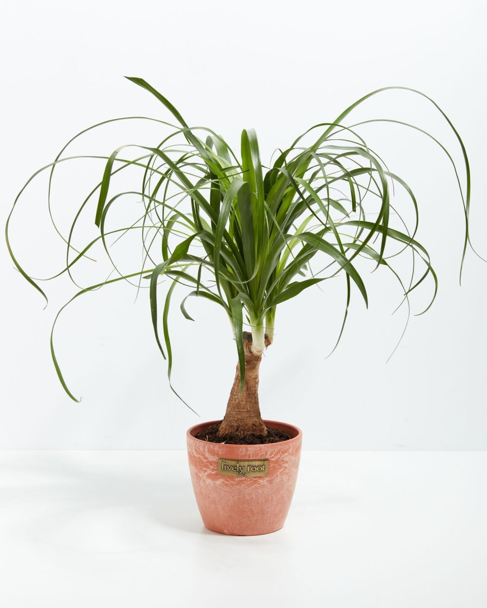 Ponytail Palm Tree - Image 19