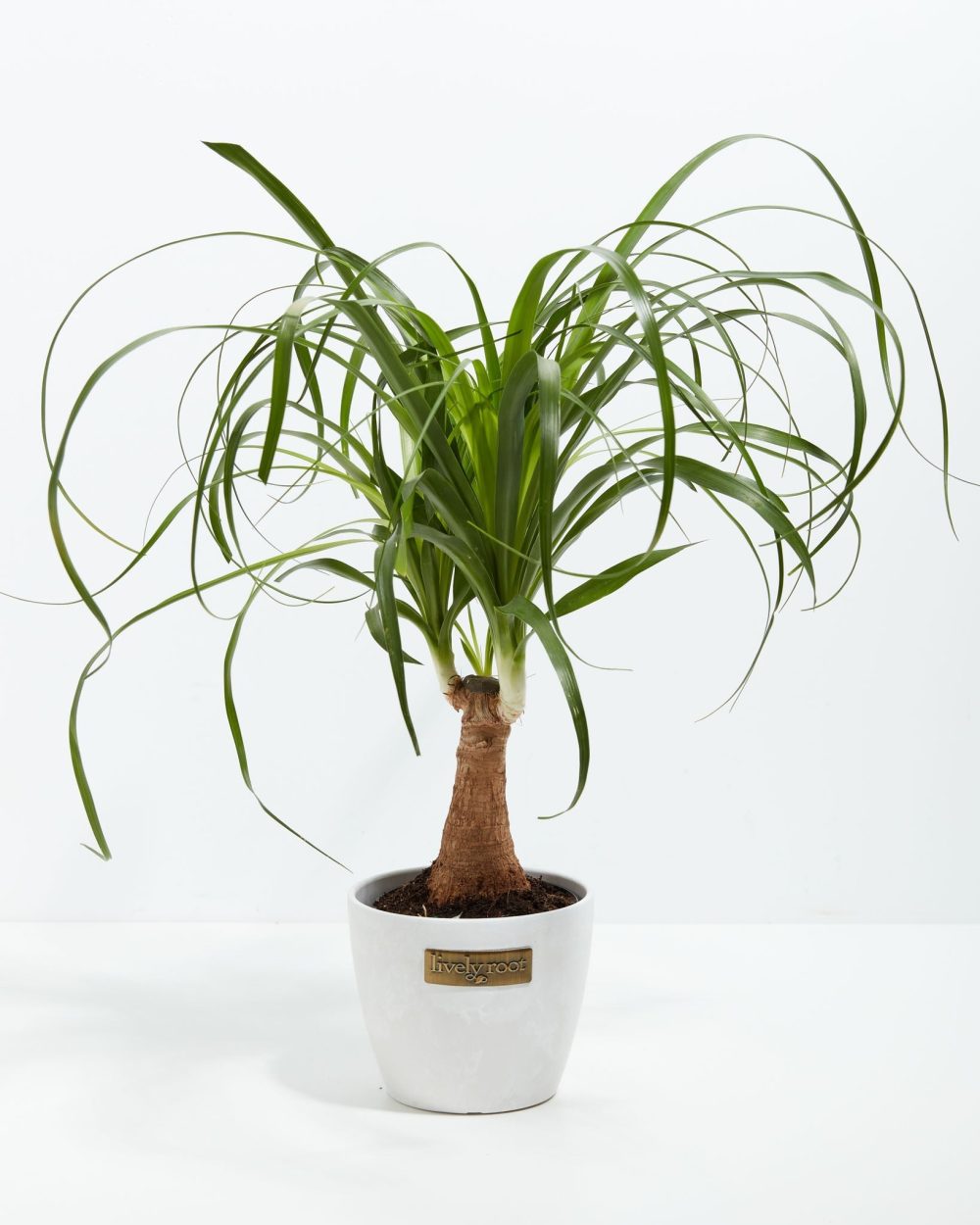 Ponytail Palm Tree - Image 17