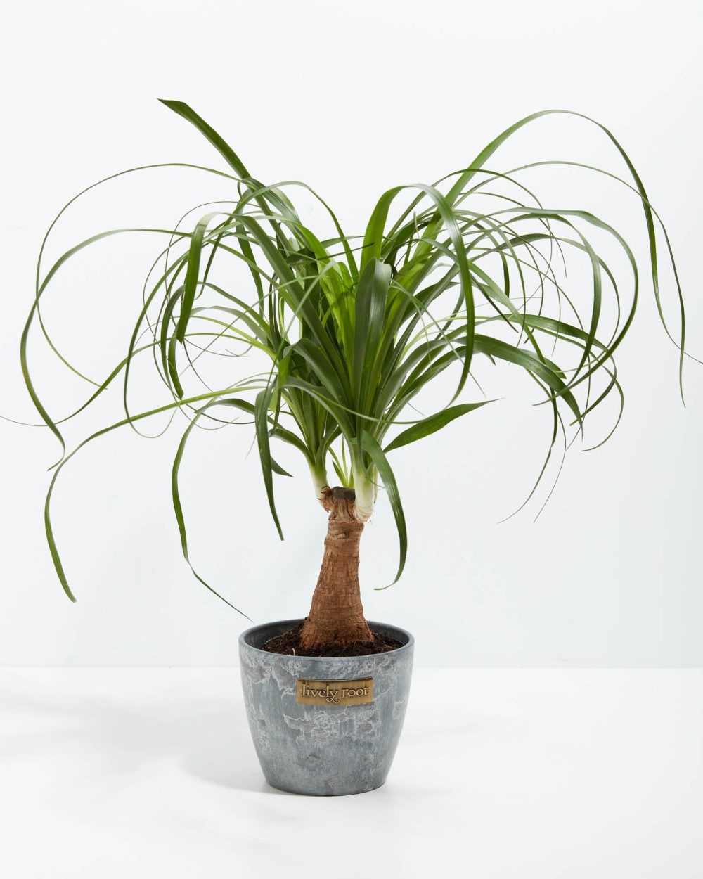 Ponytail Palm Tree - Image 18