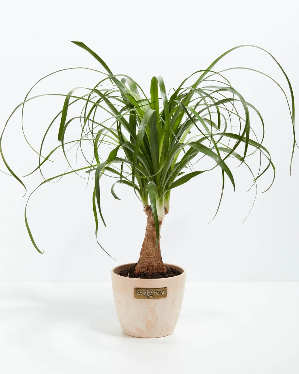 Ponytail Palm Tree - Image 20
