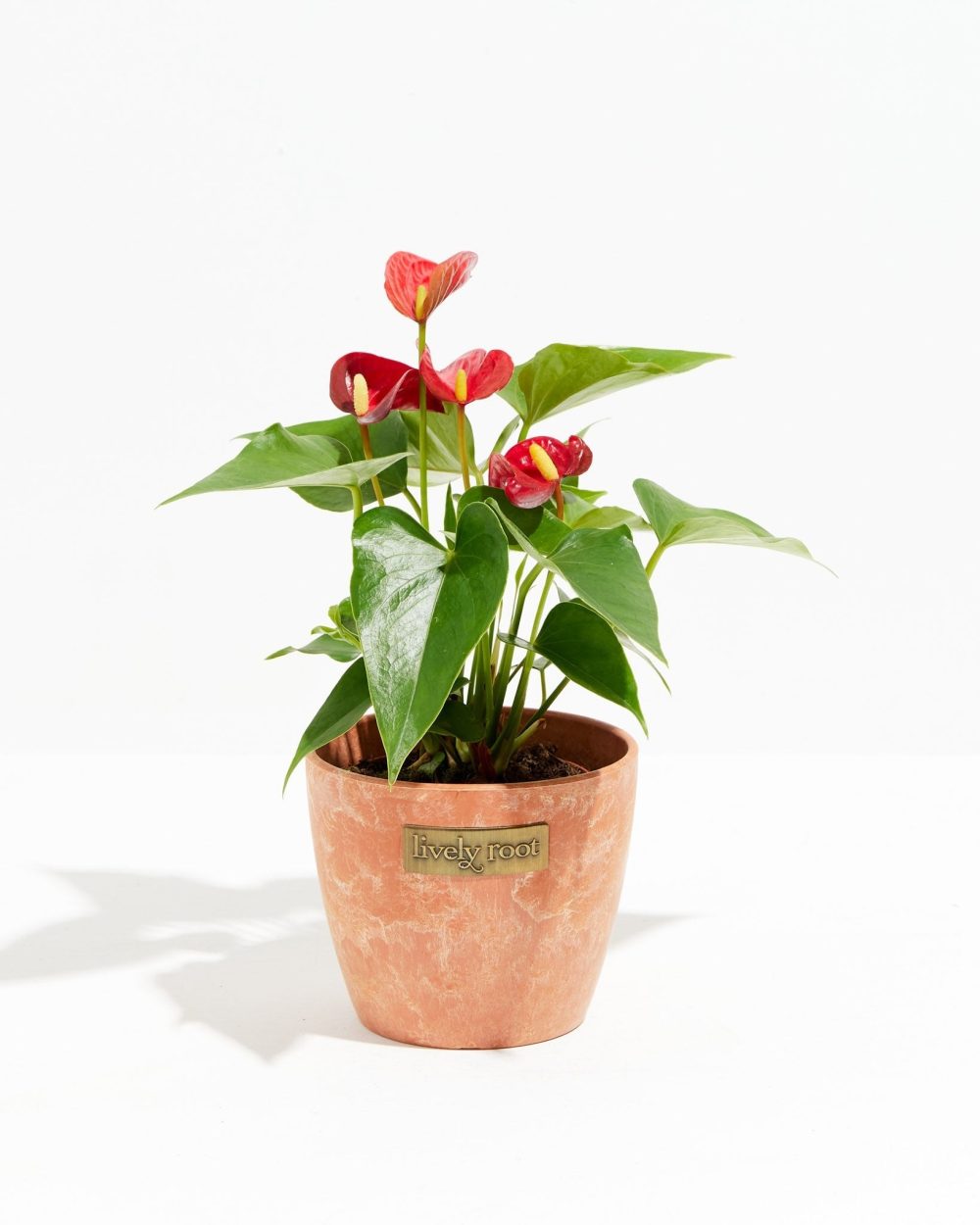 Flamingo Flower - Image 14