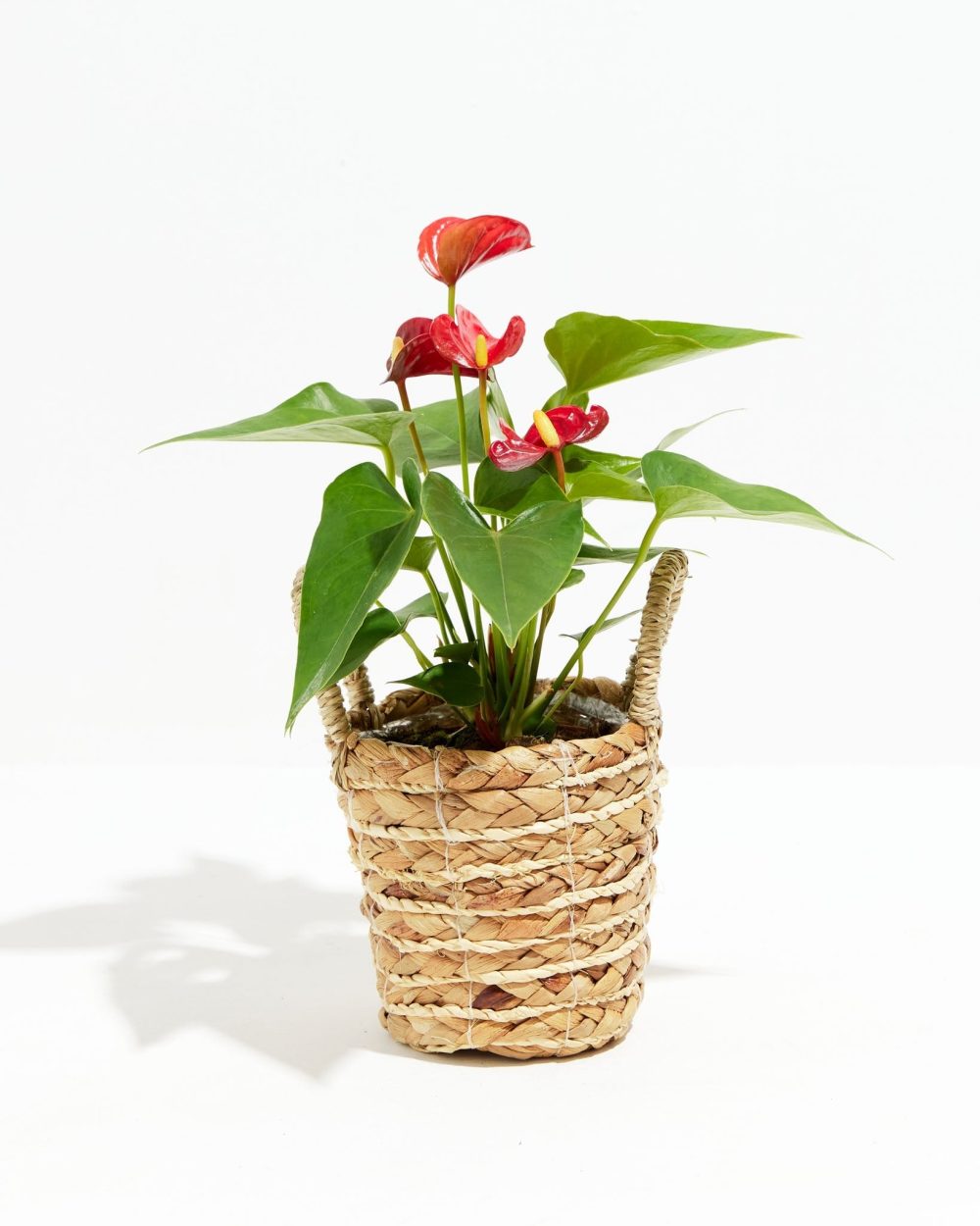 Flamingo Flower - Image 22