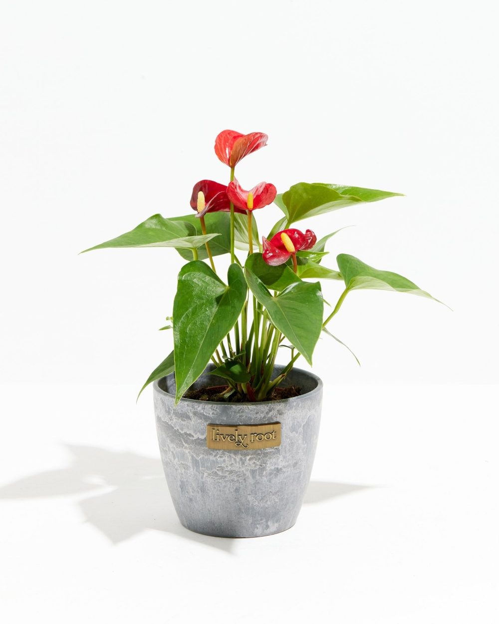 Flamingo Flower - Image 13
