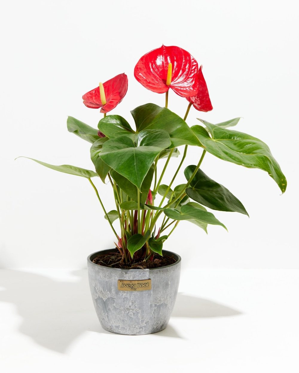 Flamingo Flower - Image 17