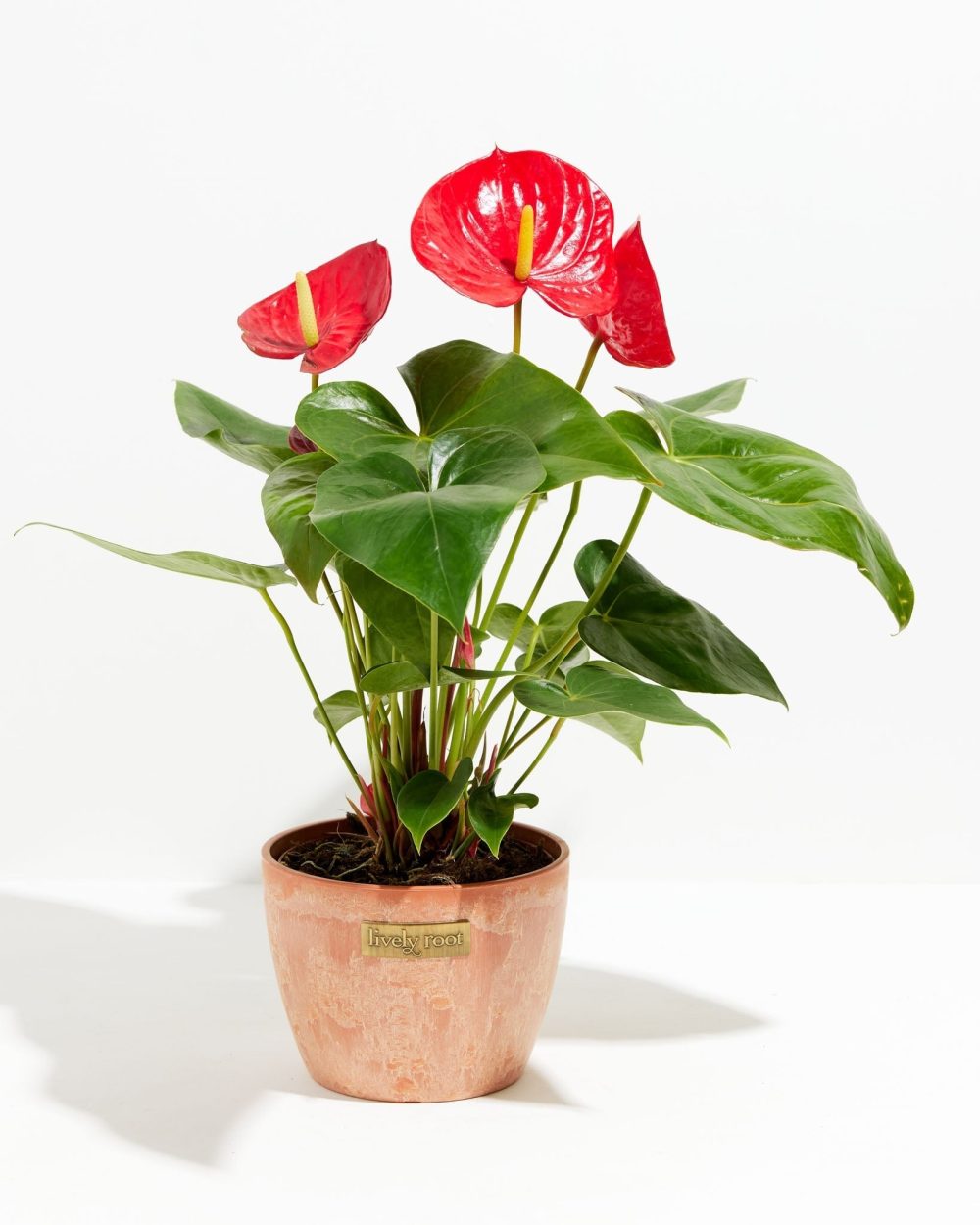 Flamingo Flower - Image 18