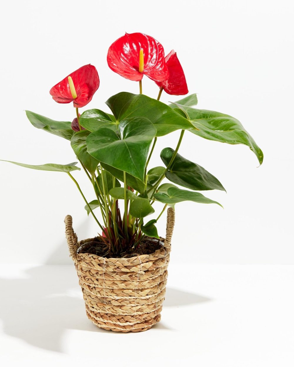 Flamingo Flower - Image 23
