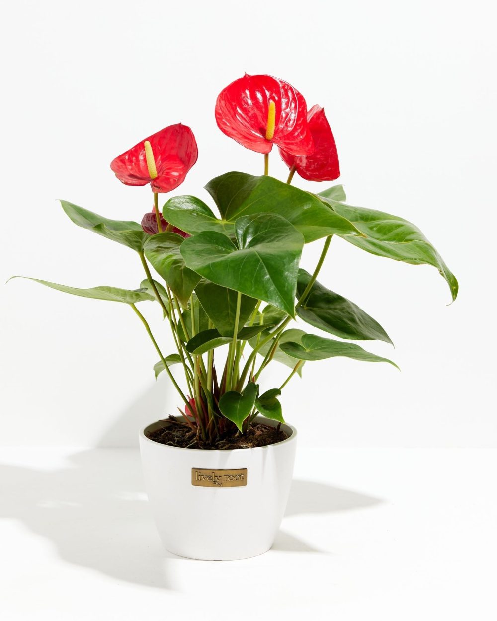 Flamingo Flower - Image 16