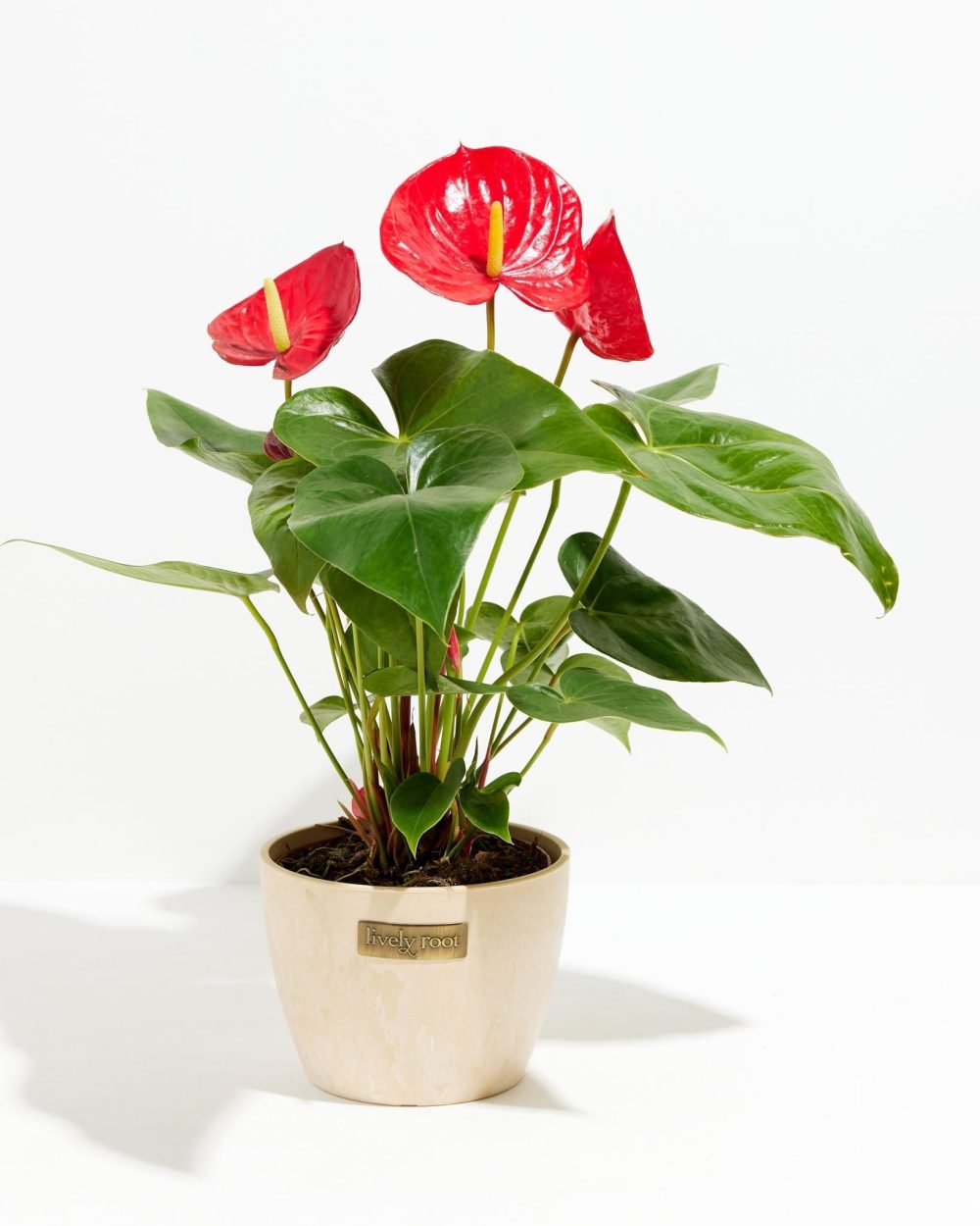 Flamingo Flower - Image 19