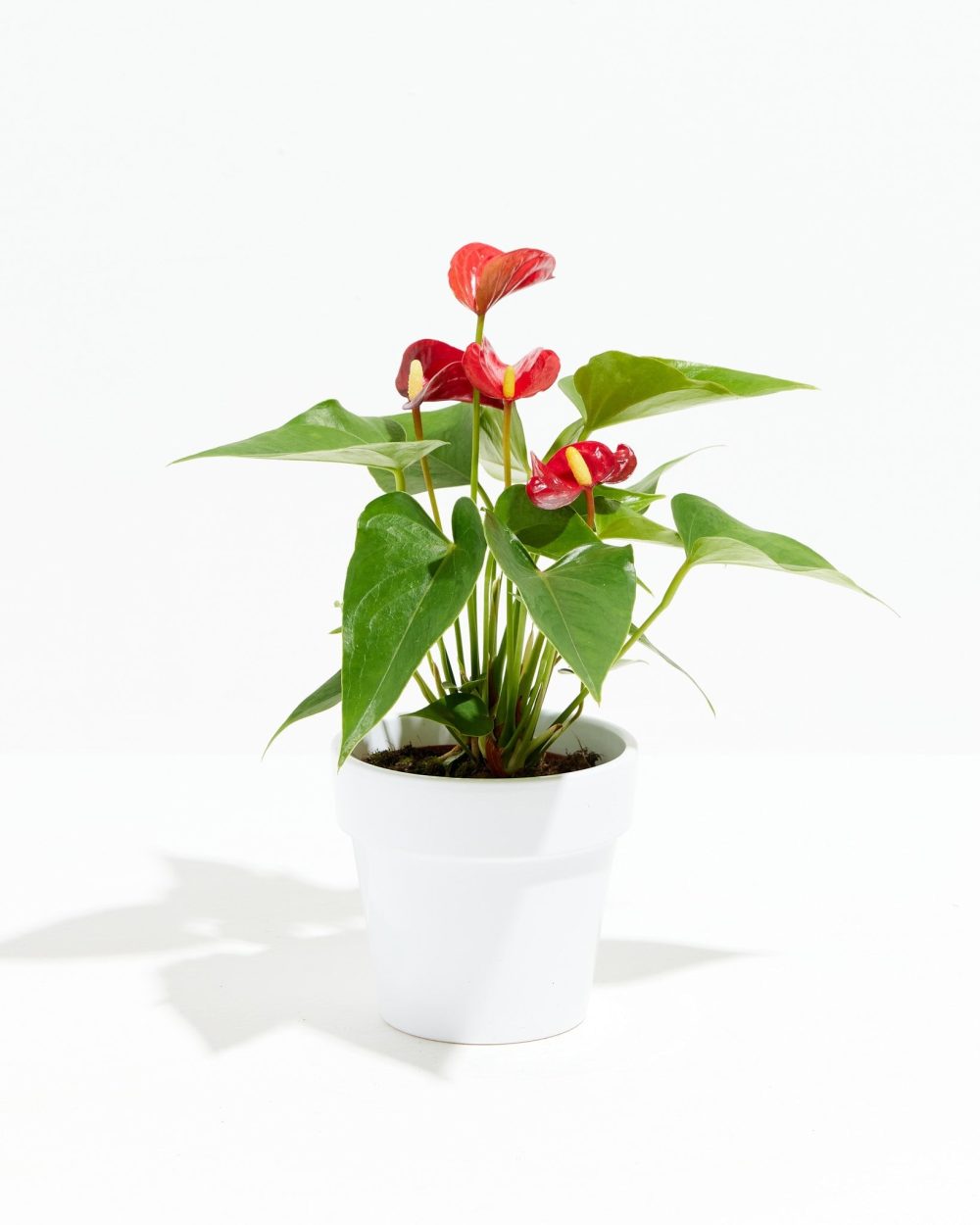 Flamingo Flower - Image 20
