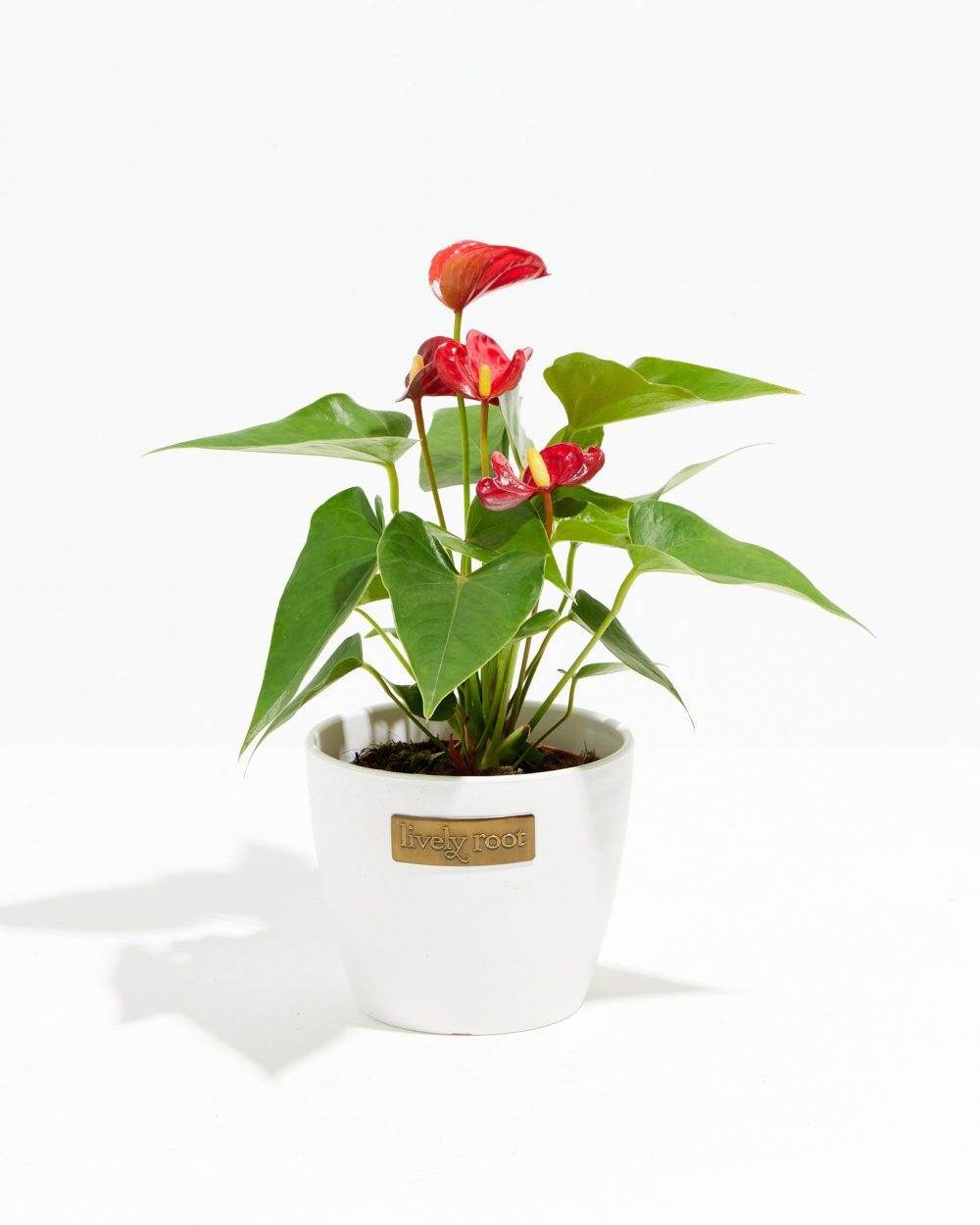Flamingo Flower - Image 12