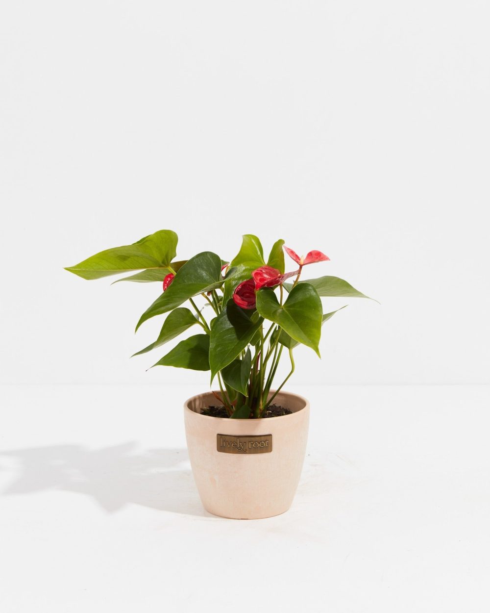 Flamingo Flower - Image 15