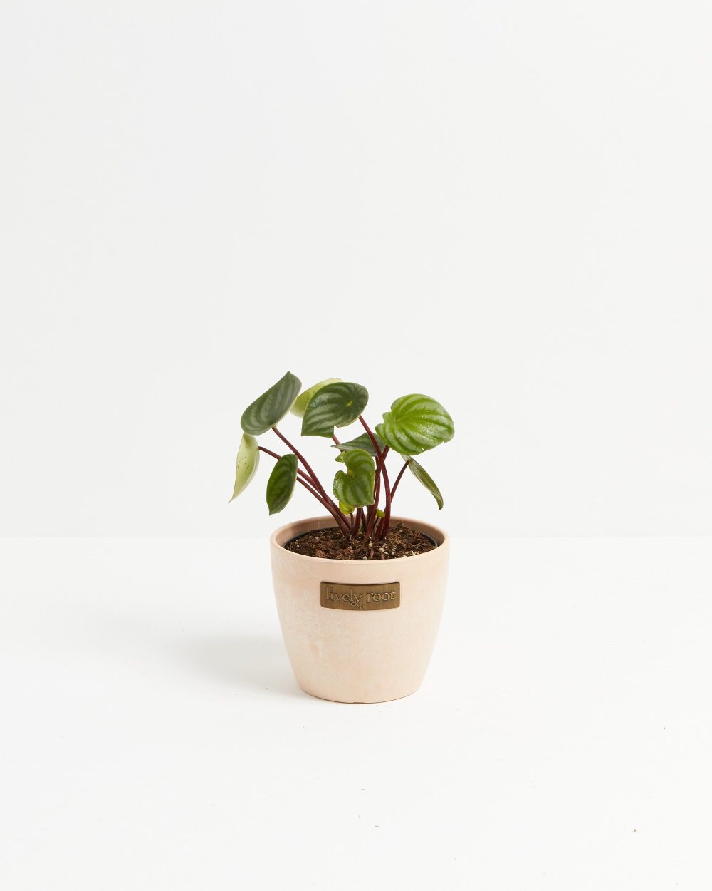Watermelon Peperomia - Image 12