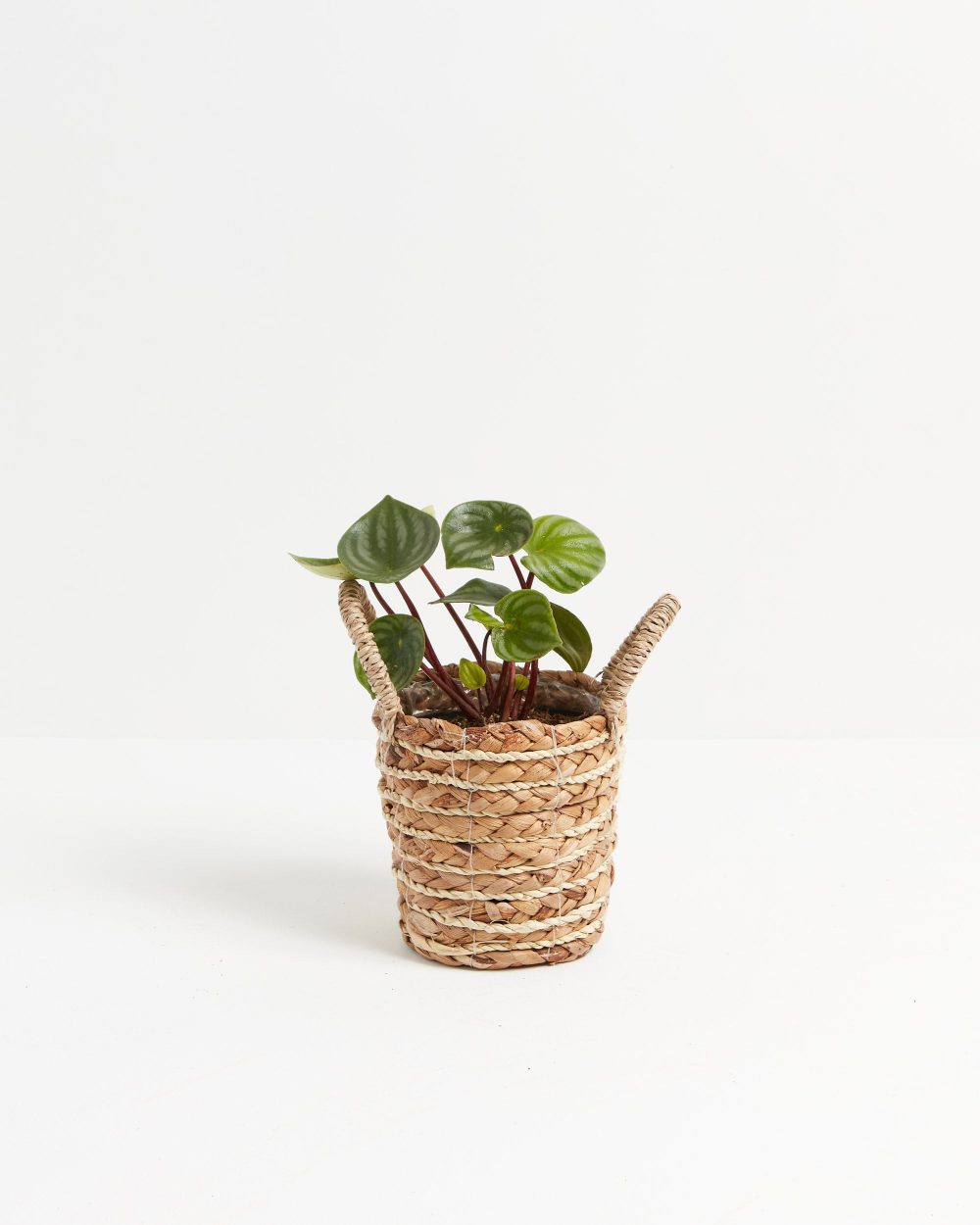 Watermelon Peperomia - Image 17