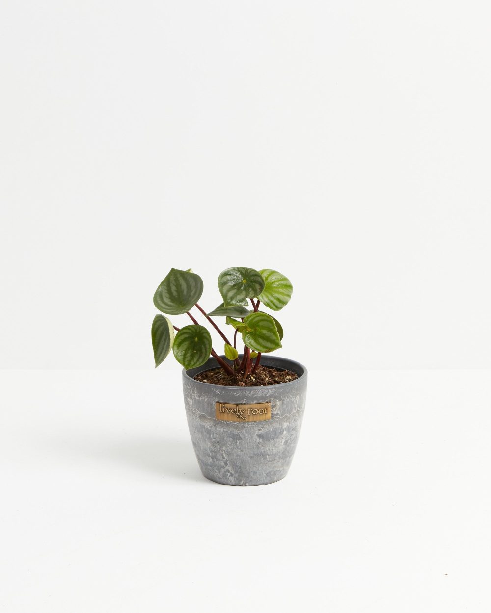 Watermelon Peperomia - Image 10