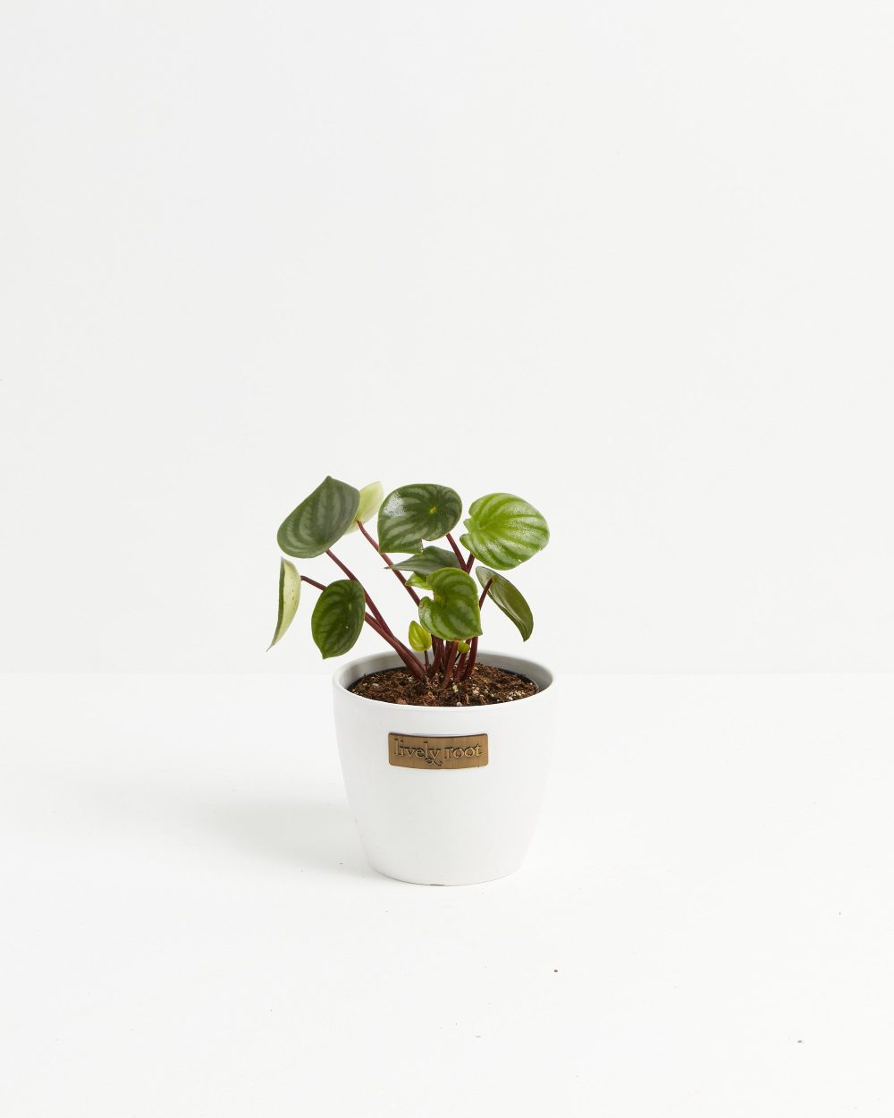 Watermelon Peperomia - Image 9