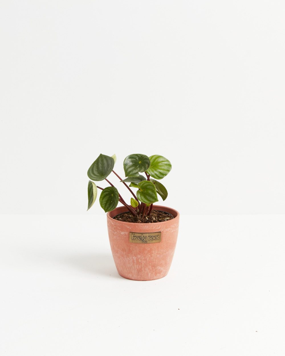 Watermelon Peperomia - Image 11