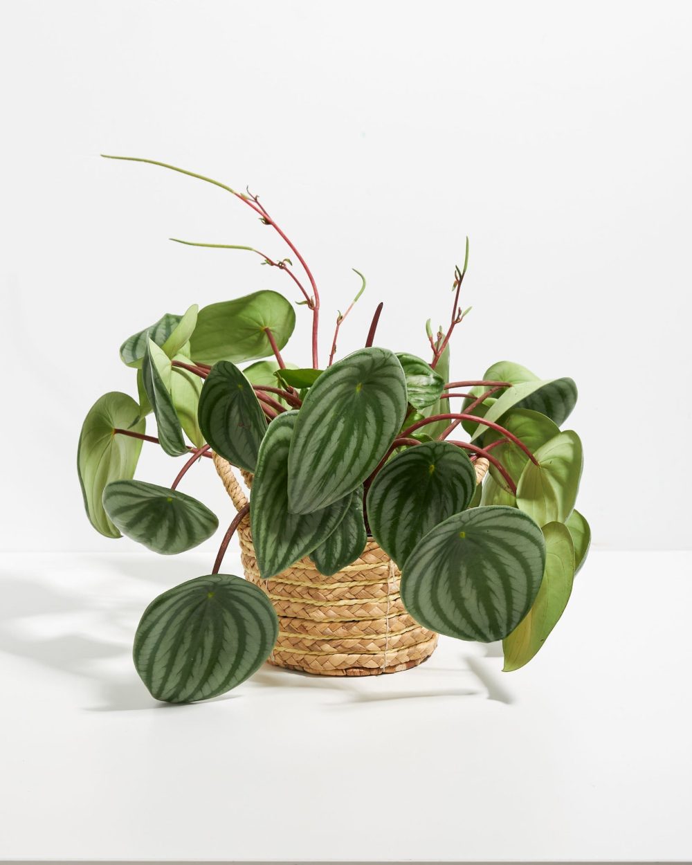 Watermelon Peperomia - Image 18