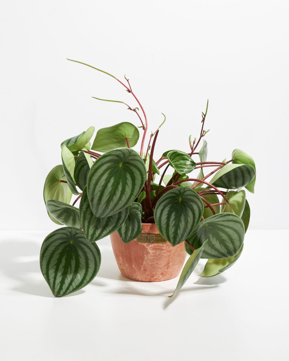 Watermelon Peperomia - Image 15
