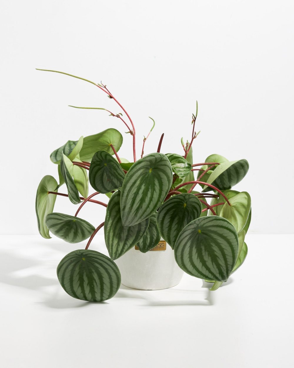 Watermelon Peperomia - Image 13