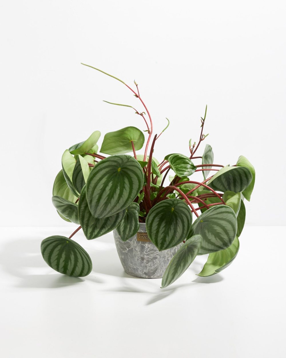 Watermelon Peperomia - Image 14