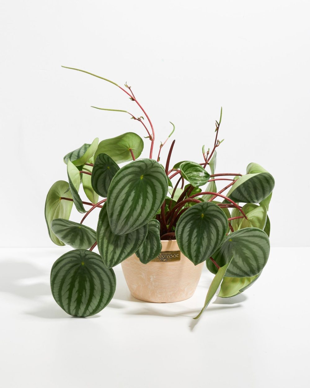 Watermelon Peperomia - Image 16