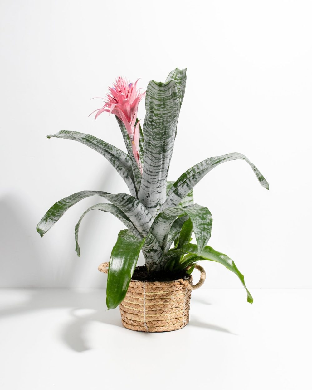 Pink Aechmea Bromeliad (Aechmea Fasciata) - Image 14