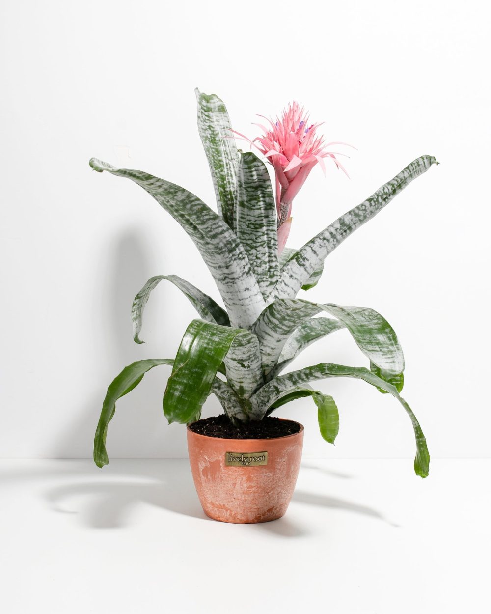 Pink Aechmea Bromeliad (Aechmea Fasciata) - Image 12