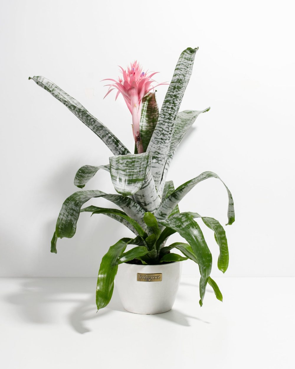 Pink Aechmea Bromeliad (Aechmea Fasciata) - Image 10