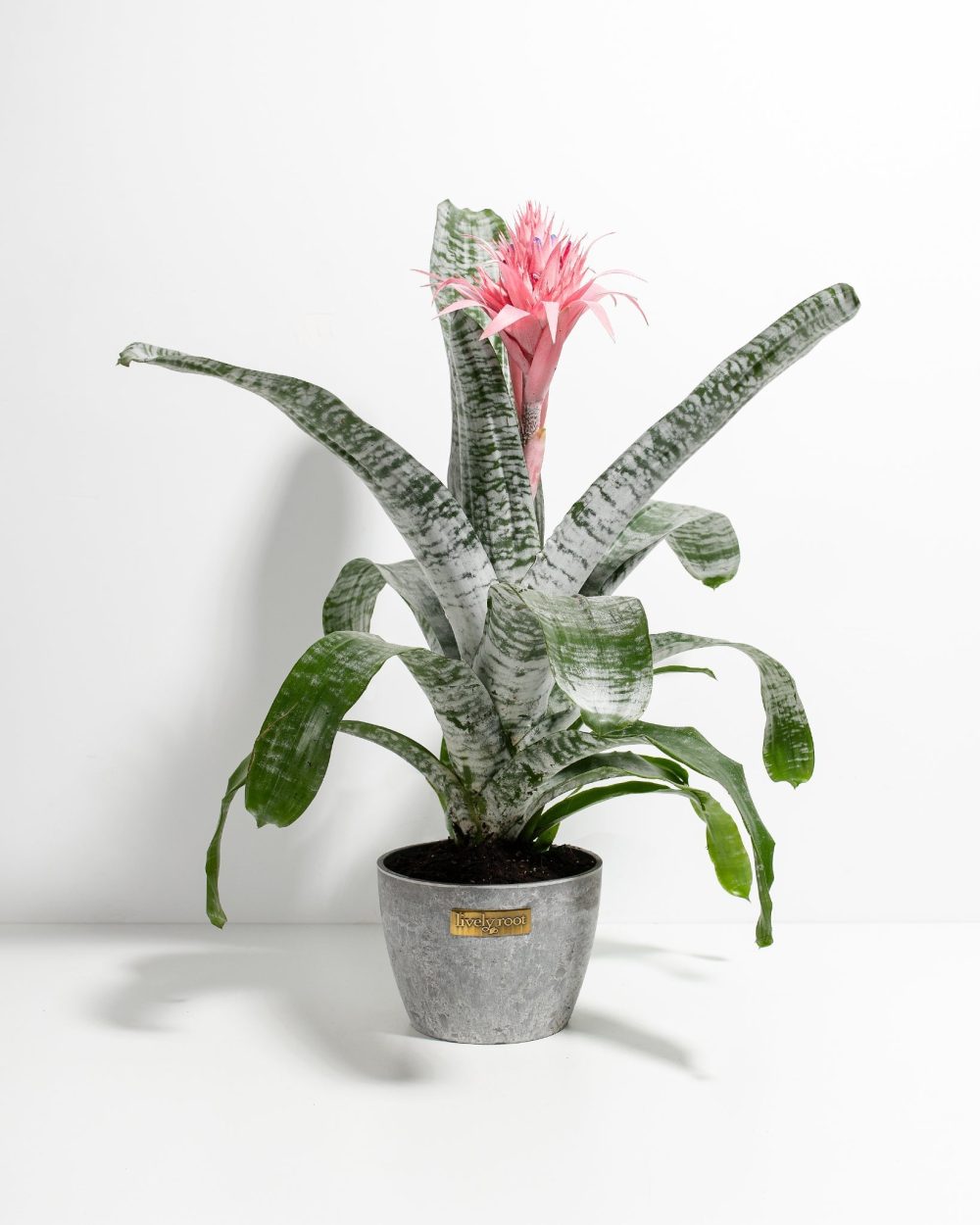 Pink Aechmea Bromeliad (Aechmea Fasciata) - Image 11