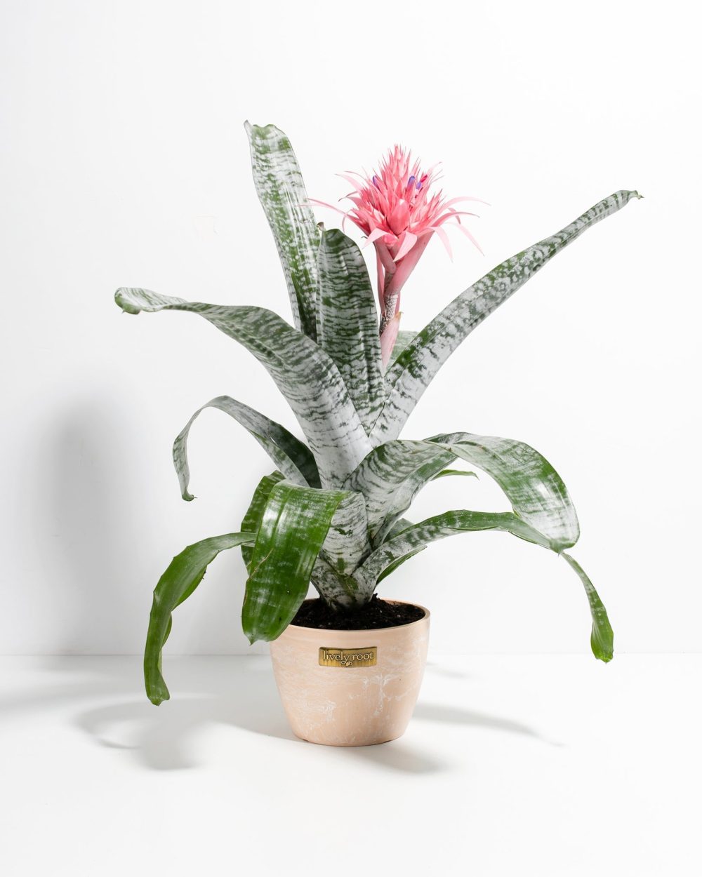 Pink Aechmea Bromeliad (Aechmea Fasciata) - Image 13
