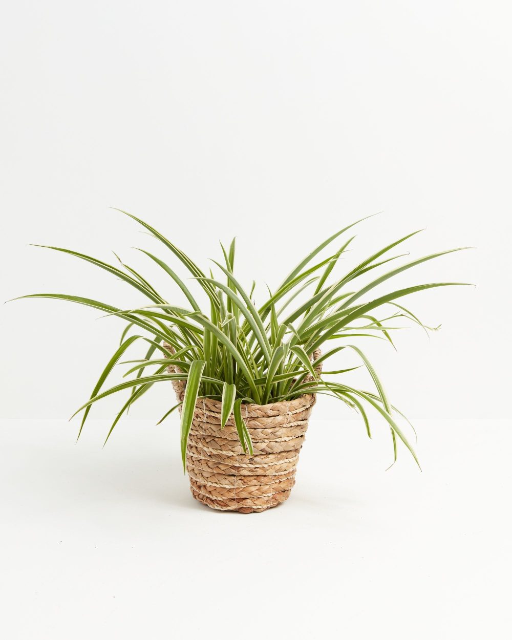 Spider Plant - Image 19