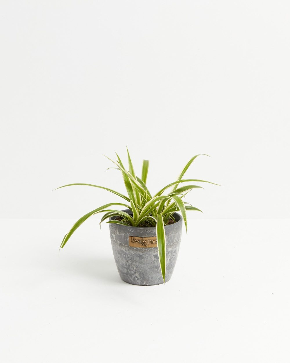 Spider Plant - Image 11