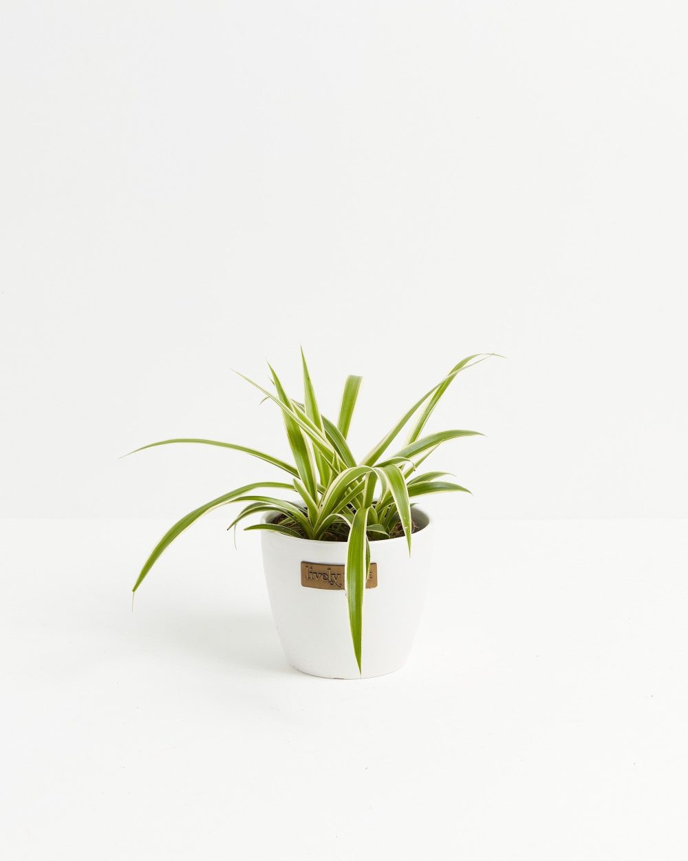 Spider Plant - Image 10