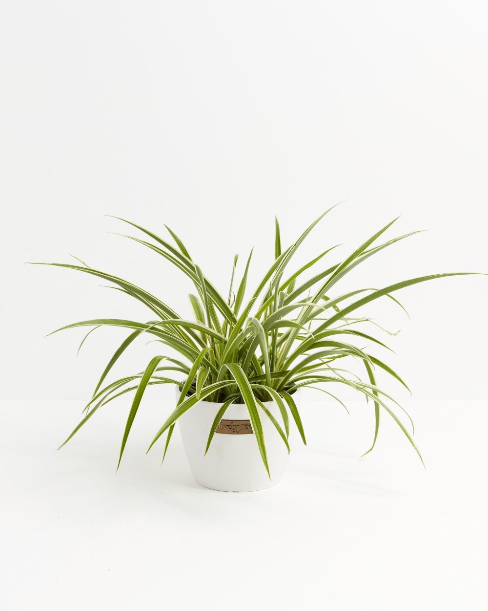 Spider Plant - Image 14
