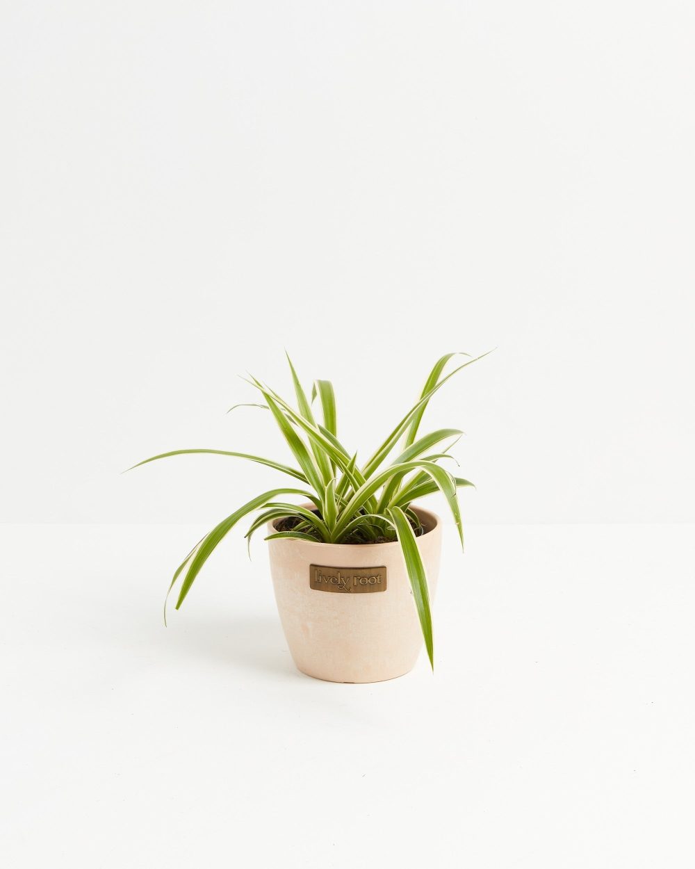 Spider Plant - Image 13