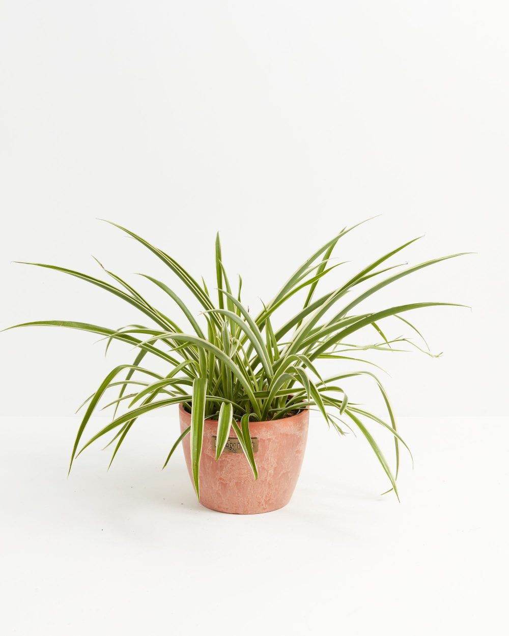 Spider Plant - Image 16