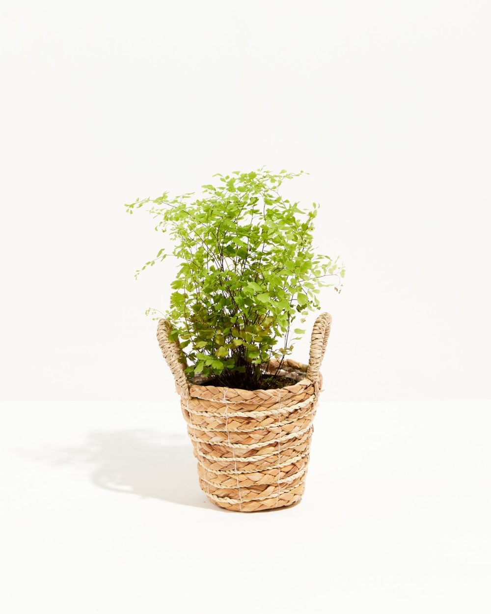 Maidenhair Fern - Image 17