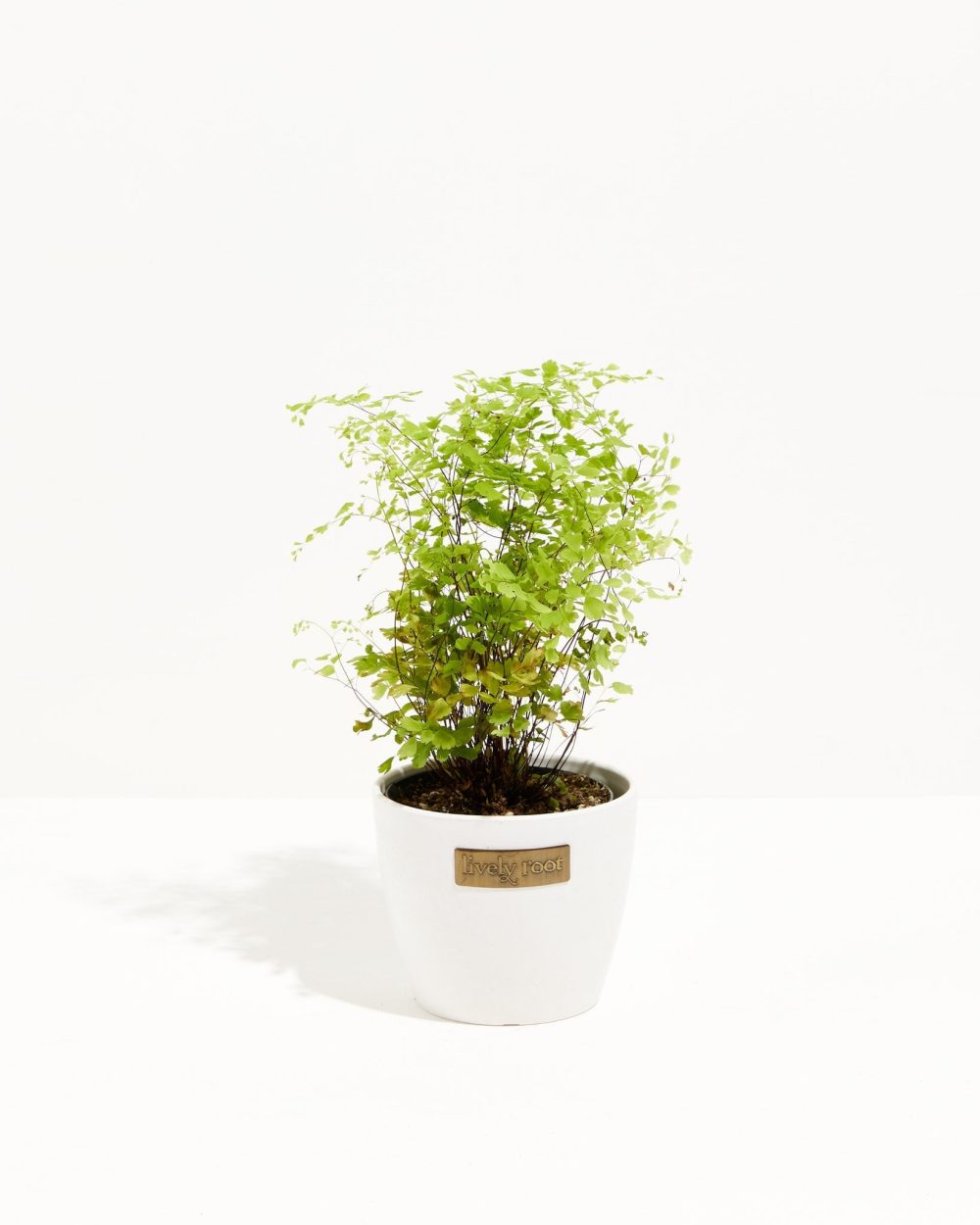 Maidenhair Fern - Image 9