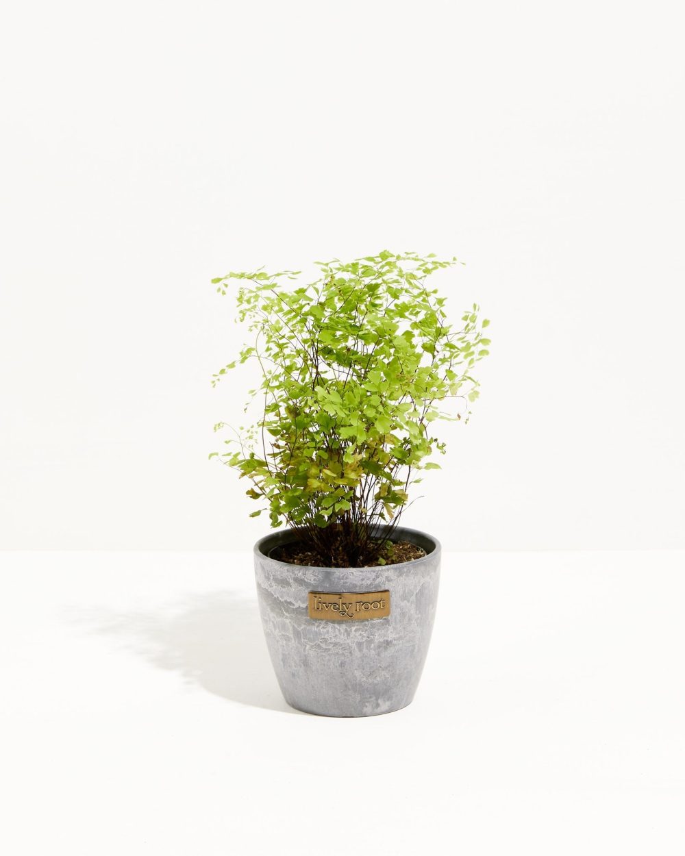 Maidenhair Fern - Image 10