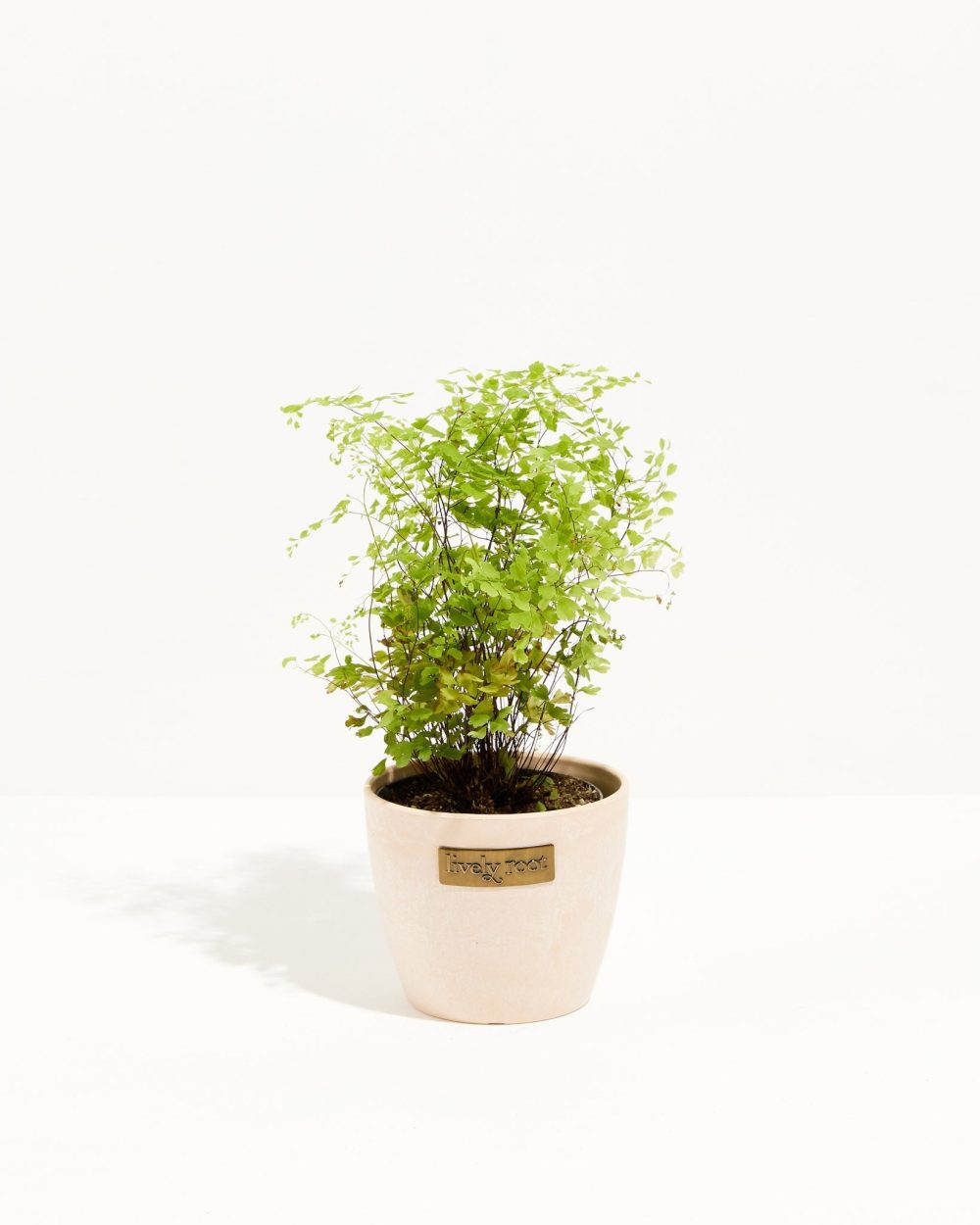 Maidenhair Fern - Image 12