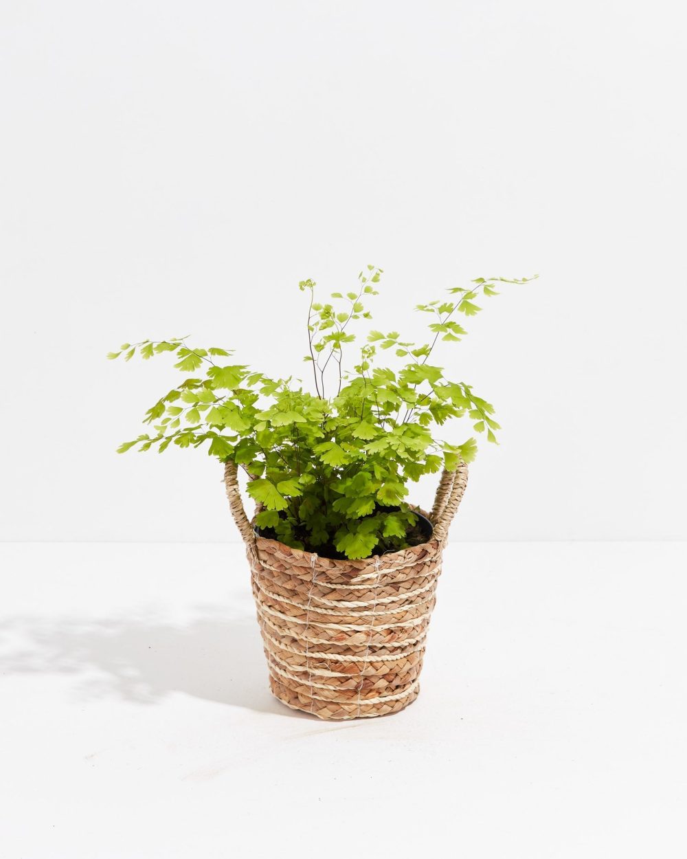 Maidenhair Fern - Image 18