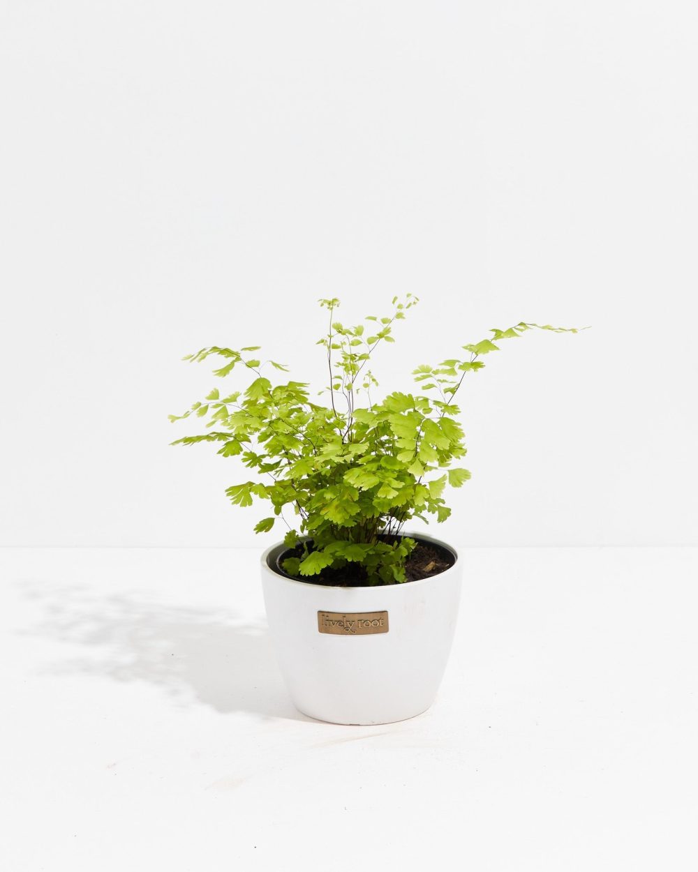Maidenhair Fern - Image 13